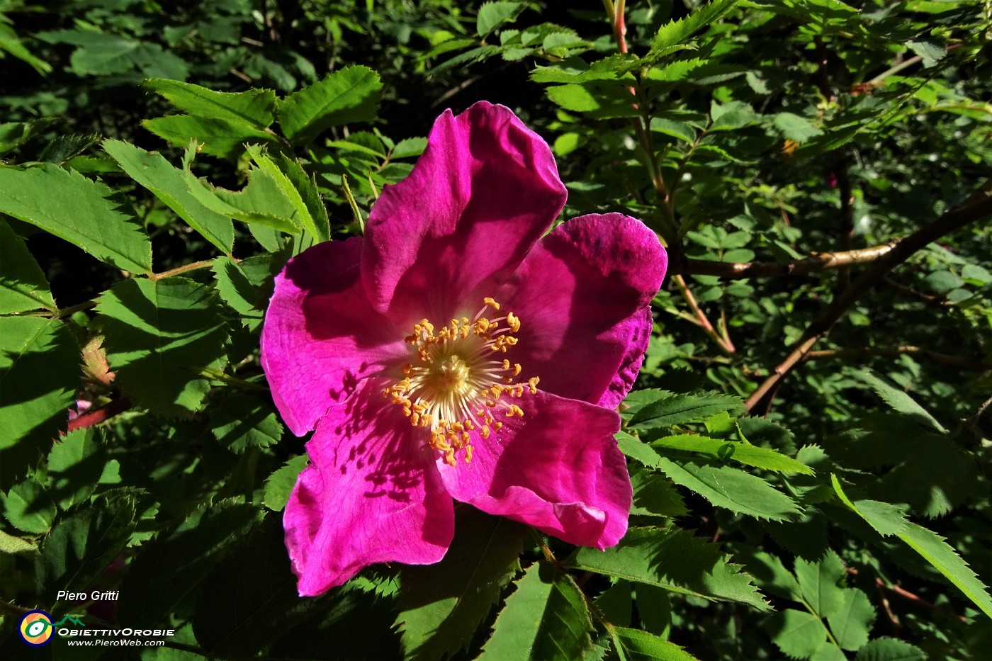 13 Rosa canina in piena fioritura.JPG